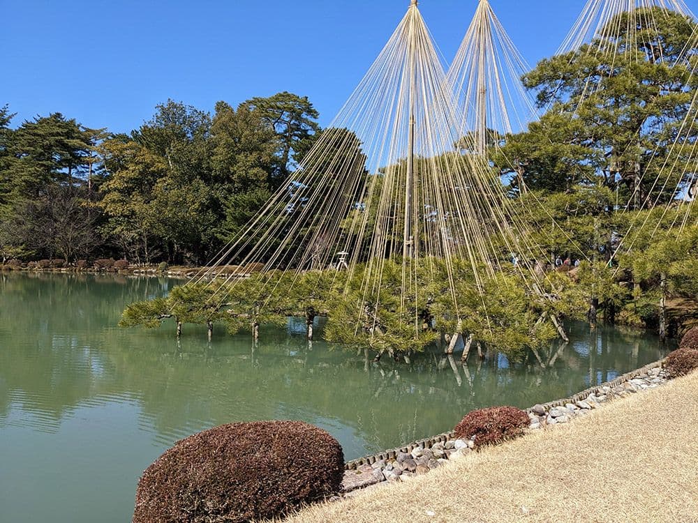 A tree help up with many rope strings above a green lake